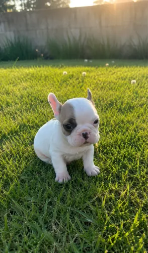 Buldogue fêmea 