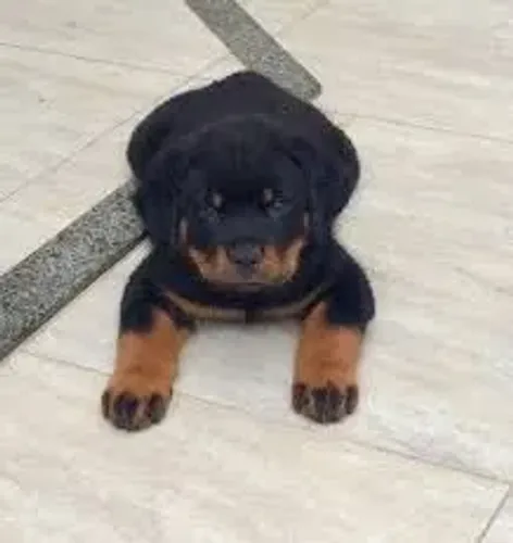 Rottweiler Cara séria, coração sensível.