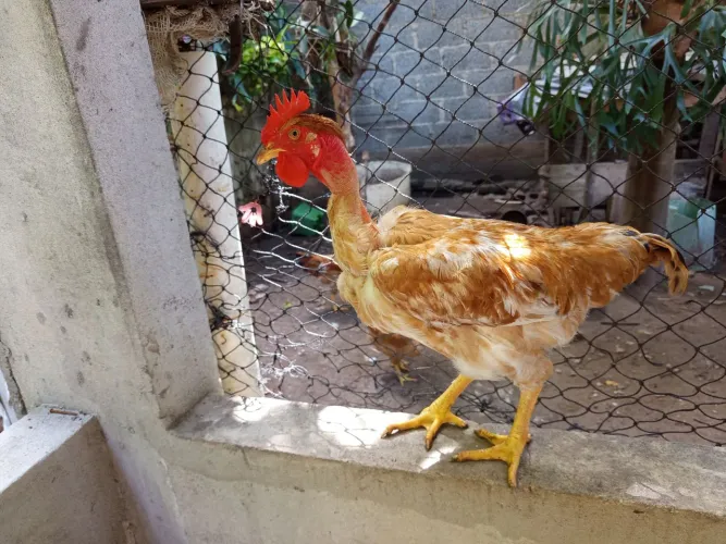 Galinha caipira