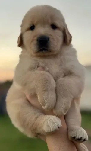 Filhote Golden retriver