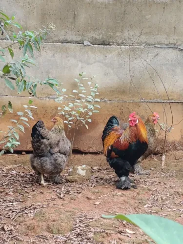 Ovos galados raça Brahma perdiz