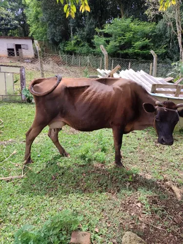 vende urgente Novilha e Vaca , produzido leite e novilha de 7 meses