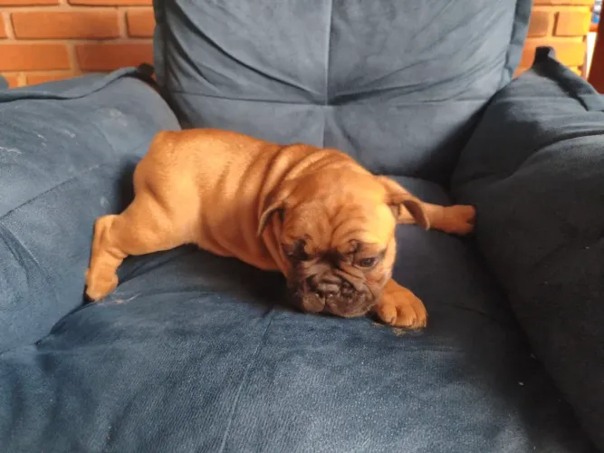 Bulldog francês
