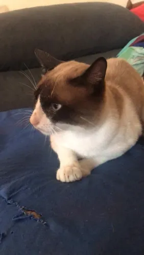 Estou doando um gato macho ele é grande 