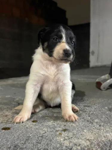 Filhote de cachorro