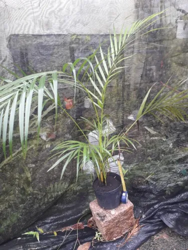 Muda de Palmeira Areca - Porto Alegre RS