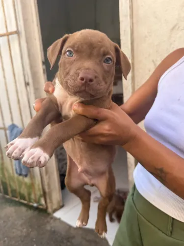 Pitbull Para vender no precinho venda somente para responsável