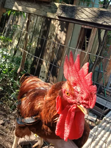 Casal de frangos embrapa 051