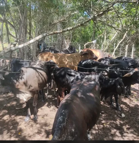 Venda de lote de gado 