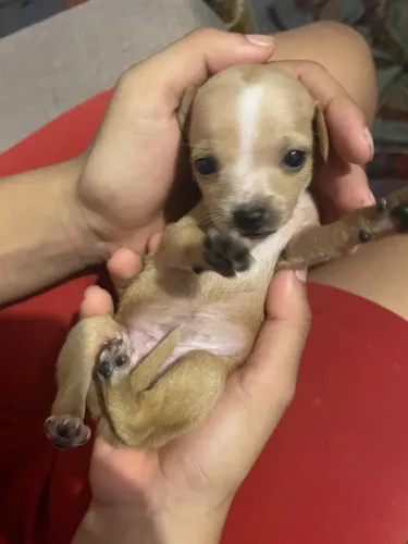 Filhotes de pinscher