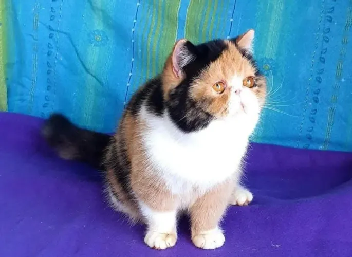 Gata exótica