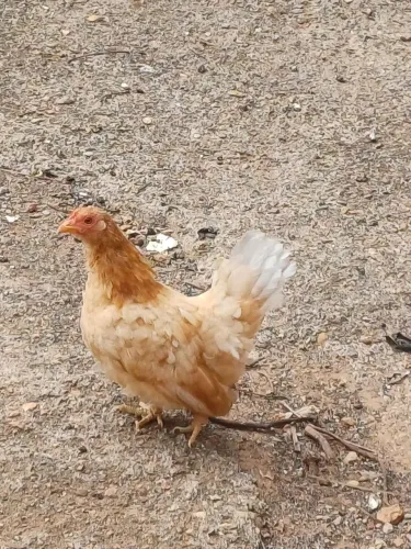 Franguinha Nagasaki rabo azulado 
