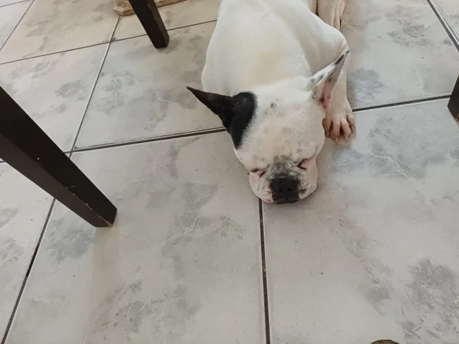 Procuro macho de Bulldog Francês para cruza
