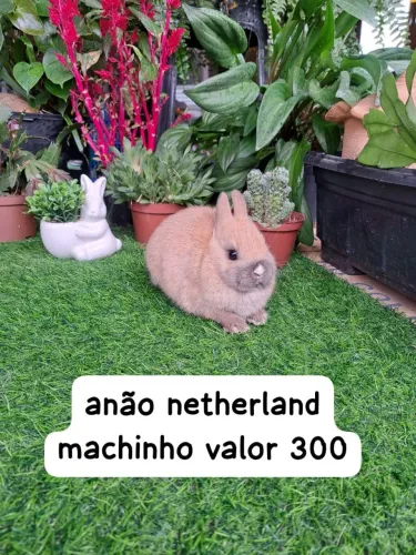mini coelhos varias opções 