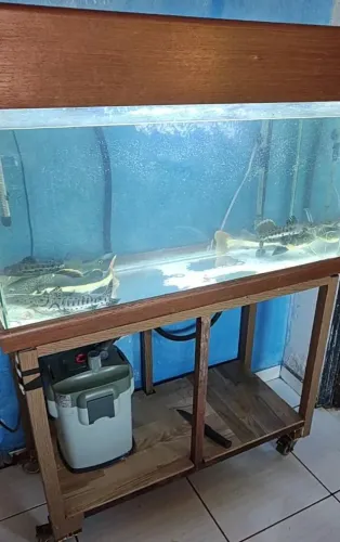 Vendo Aquário 200 litros Sem Peixes