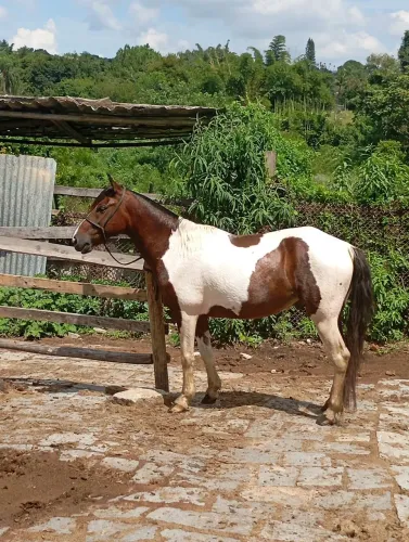 Vendo Pampa