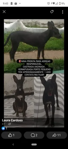 Adocao responsavel