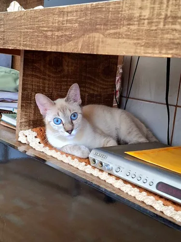 ADOTE GATA CASTRADA (8 MESES)