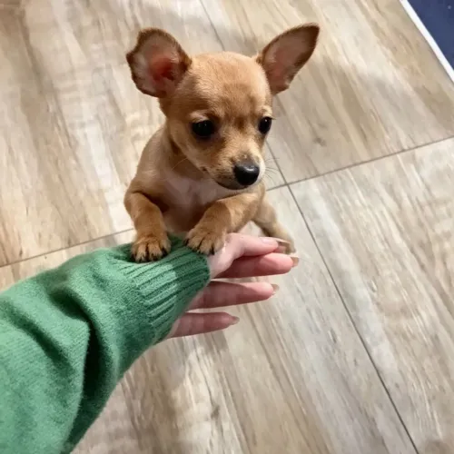 Pinscher macho 