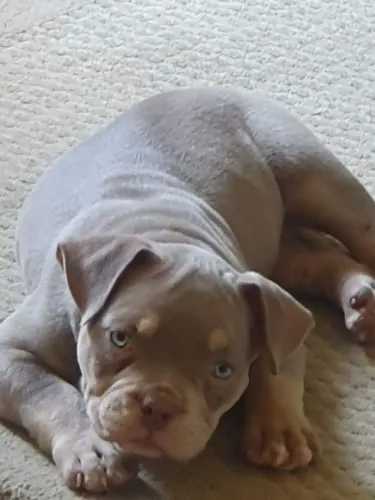 Filhotes de American Bully 