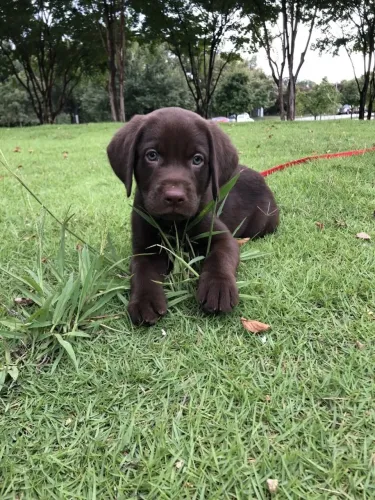 Filhote Labrador femea grande porte Disponível