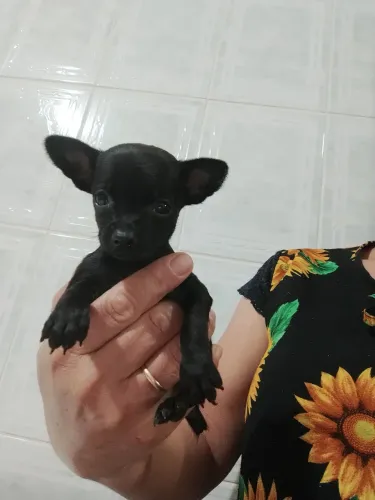 Pinscher macho