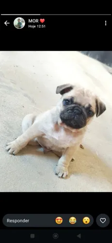 Pug Macho