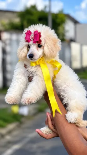 Última menina poodle disponível