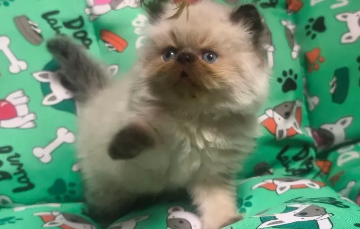 Gato persa himalaio uma menina e um menino