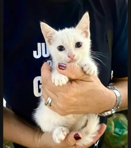 Gatinha fêmea 