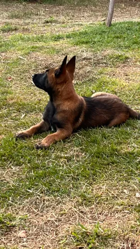 Pastor belga Malinois 