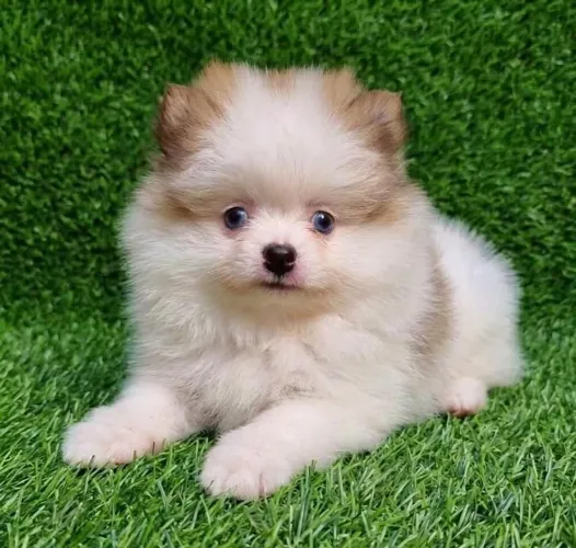 Spitz alemão/lulu da pomerania macho anão particolor olhos azuis