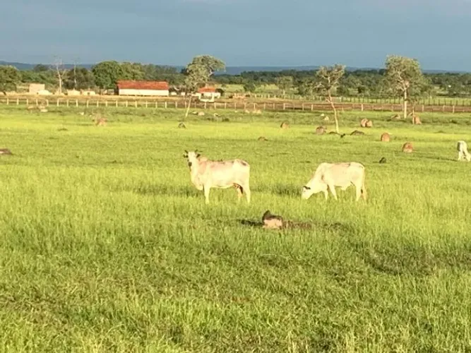 Vaga para serviços gerais em Chacará.