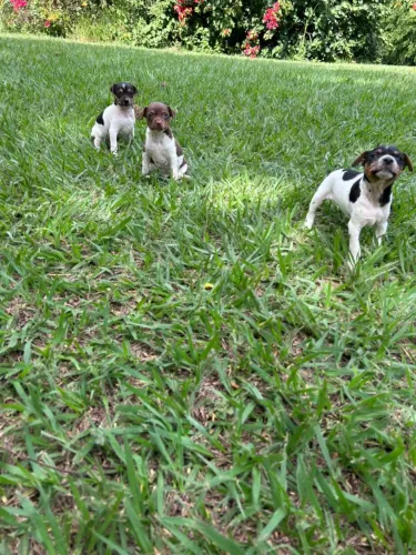 FILHOTES DE FOX PAULISTINHA À VENDA!
