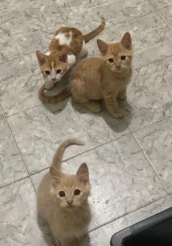 Adoção