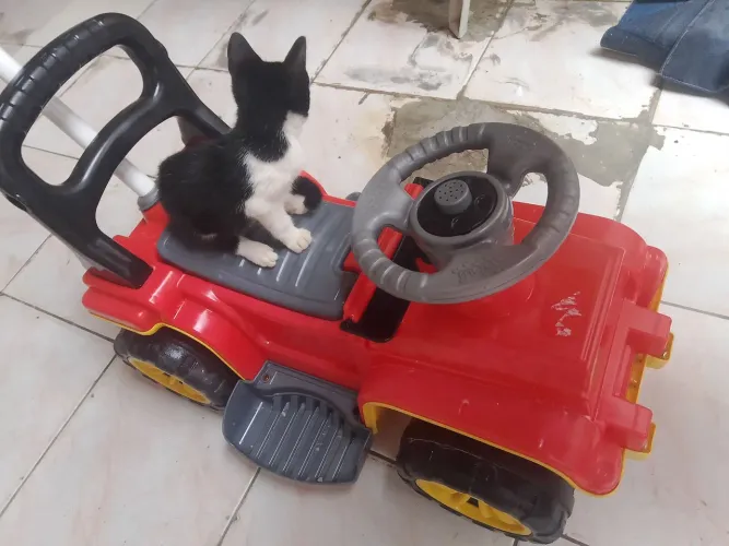 Carrinho para bebê 