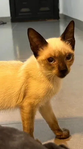 Gatinho de 7 meses para adoção responsável 