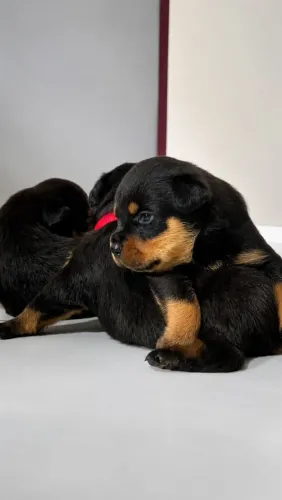 Filhotes rottweiler 