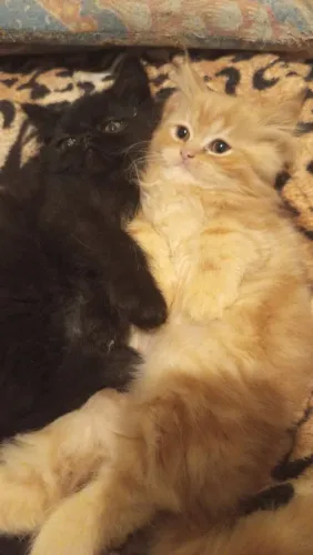 Gato persa