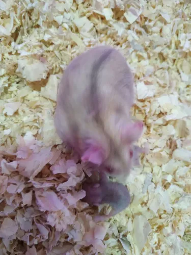 Hamster anão 
