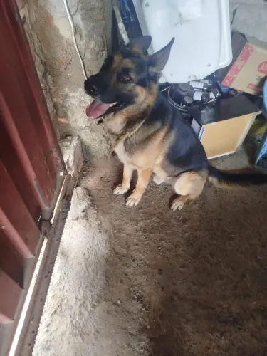 Cão 