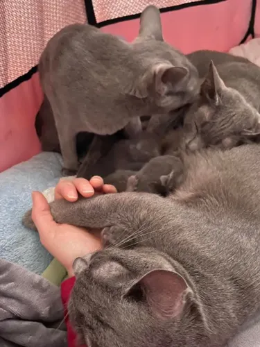 Filhotes de Russian blue com reservas abertas 