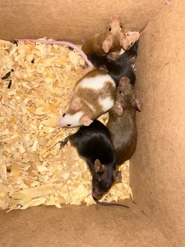 Ratos e camundongos