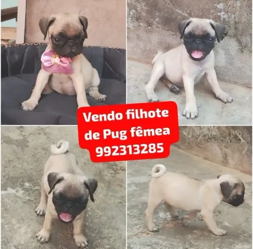 Vendo filhote de Pug fêmea