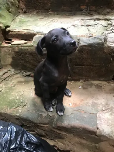 Filhote ! Pitibull com vira lata muito dócil 