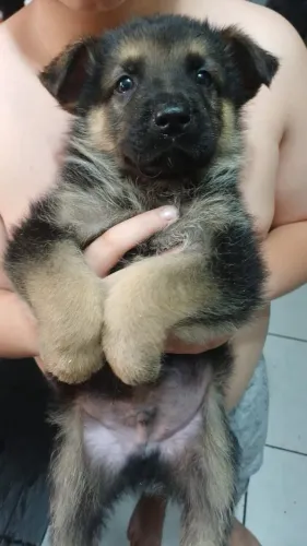 Filhote pastor alemão, Venha conhecer os bebês mais fofos do mundo canino!