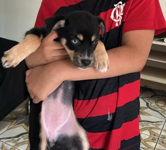 Estou doando filhote de husky raciado 