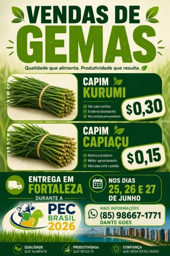 Gemas capim Kurumi e Capiaçu 