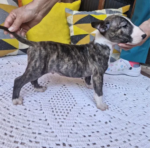 Bull Terrier | Um Filhote Especial Espera por Você