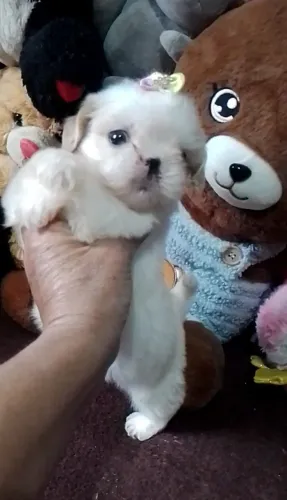 Linda fêmea shiht micro pronta entrega